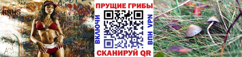 Псилоцибиновые грибы Psilocybe Пудож